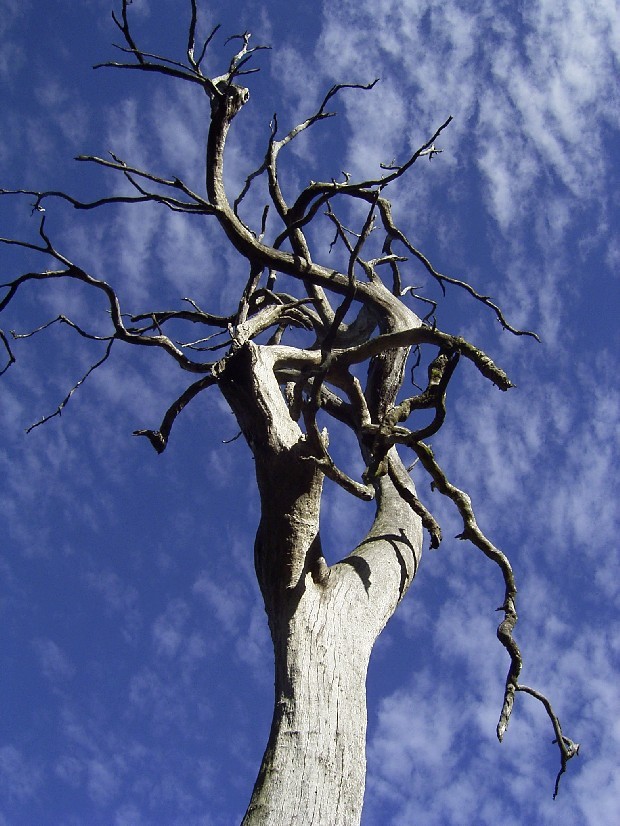 Funeral March of Trees